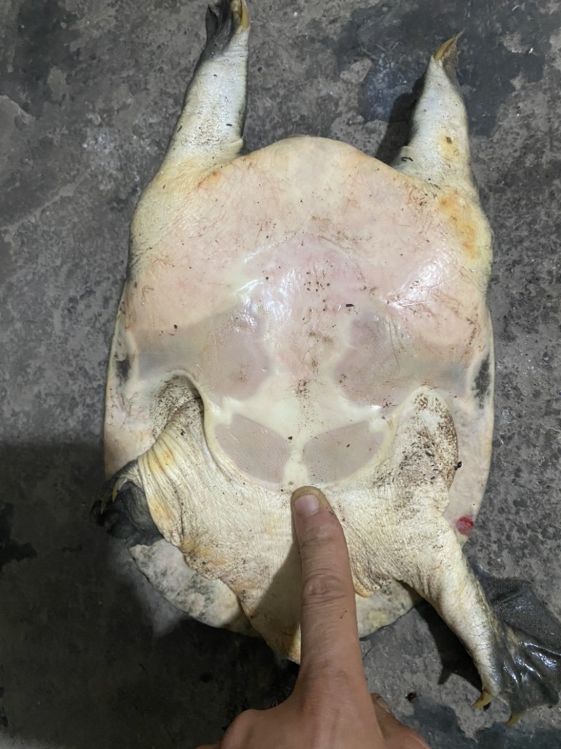甲鱼，自己钓的