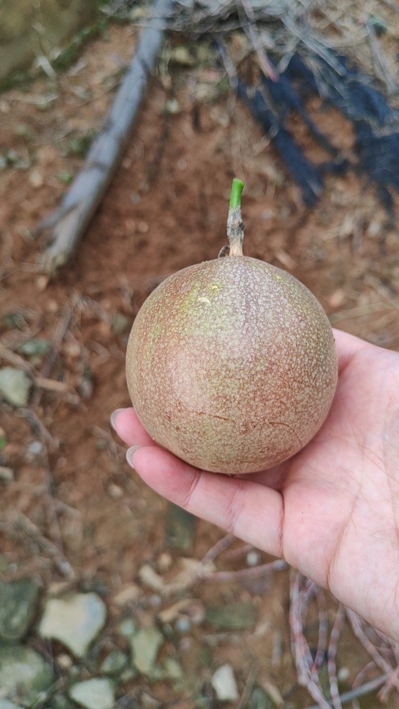 钦蜜九号百香果