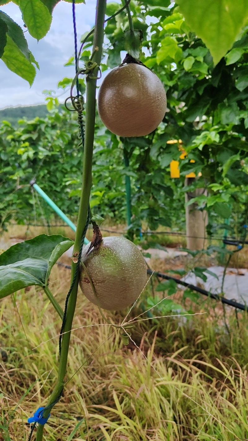 钦蜜九号百香果