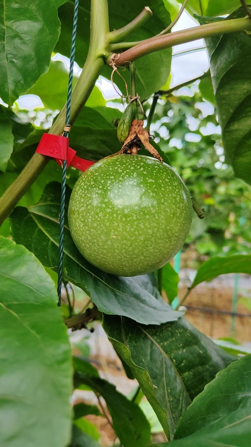 钦蜜九号百香果