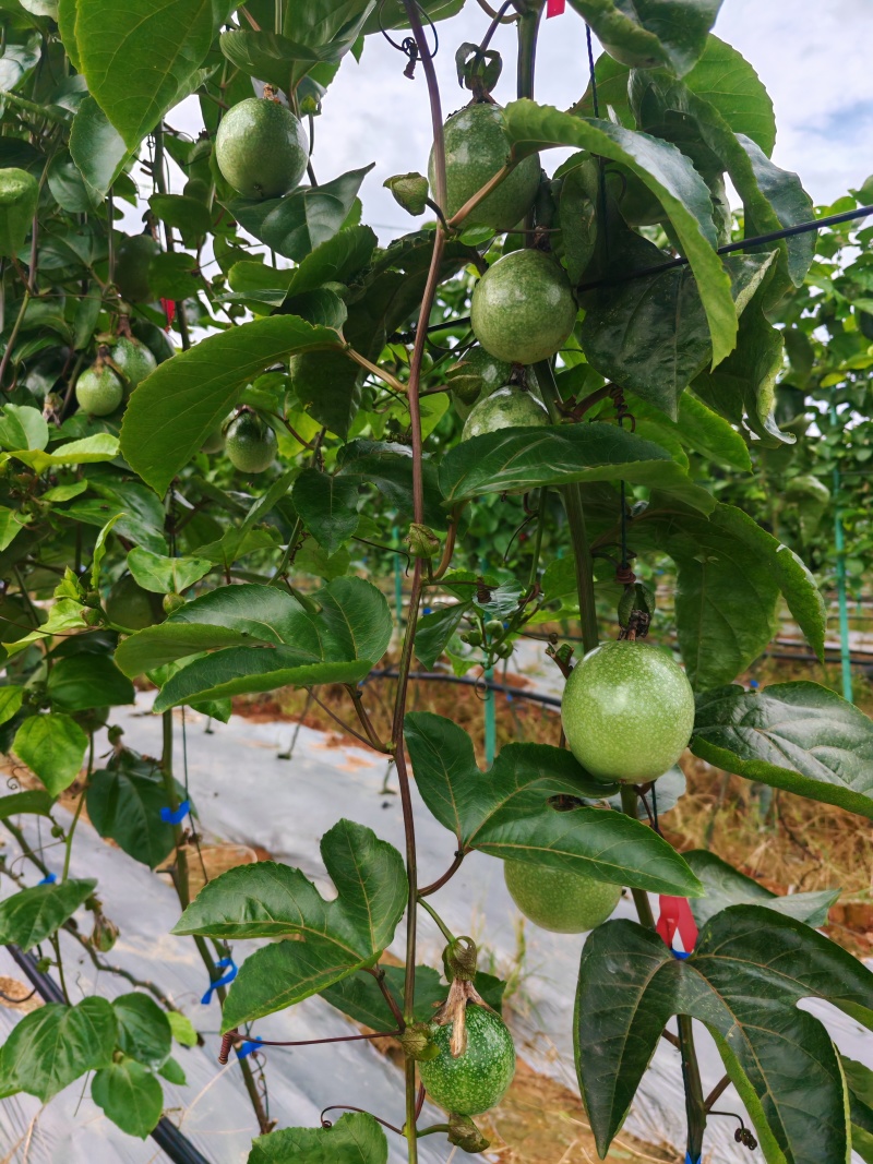 钦蜜九号百香果