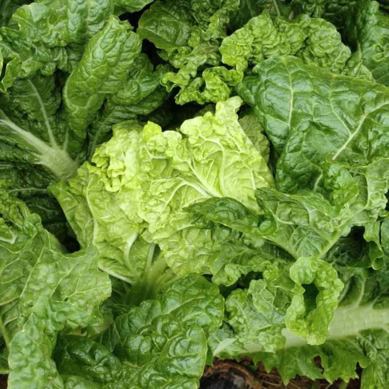 喜诺传祺大白菜种子高产北方耐寒耐储藏越冬白菜农用大田蔬菜