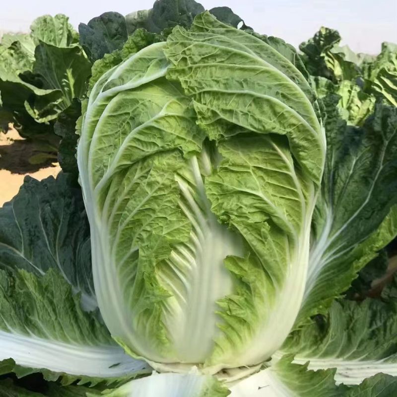 喜诺传祺大白菜种子高产北方耐寒耐储藏越冬白菜农用大田蔬菜