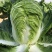 喜诺传祺大白菜种子高产北方耐寒耐储藏越冬白菜农用大田蔬菜