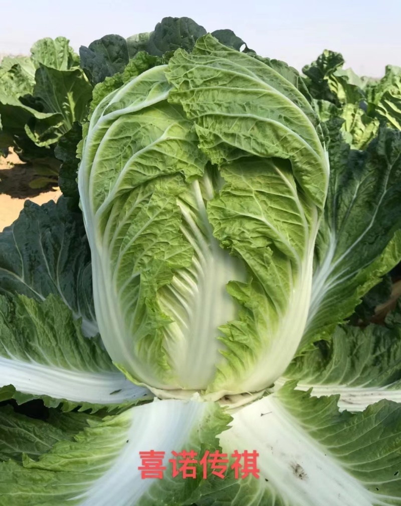 喜诺传祺大白菜种子高产北方耐寒耐储藏越冬白菜农用大田蔬菜