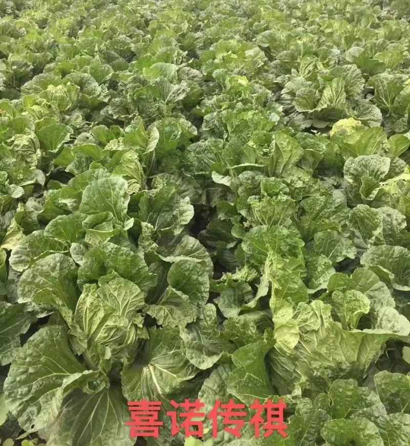喜诺传祺大白菜种子高产北方耐寒耐储藏越冬白菜农用大田蔬菜