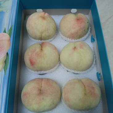 正宗阳山水蜜桃8两精品礼盒装