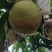 正宗阳山水蜜桃8两精品礼盒装