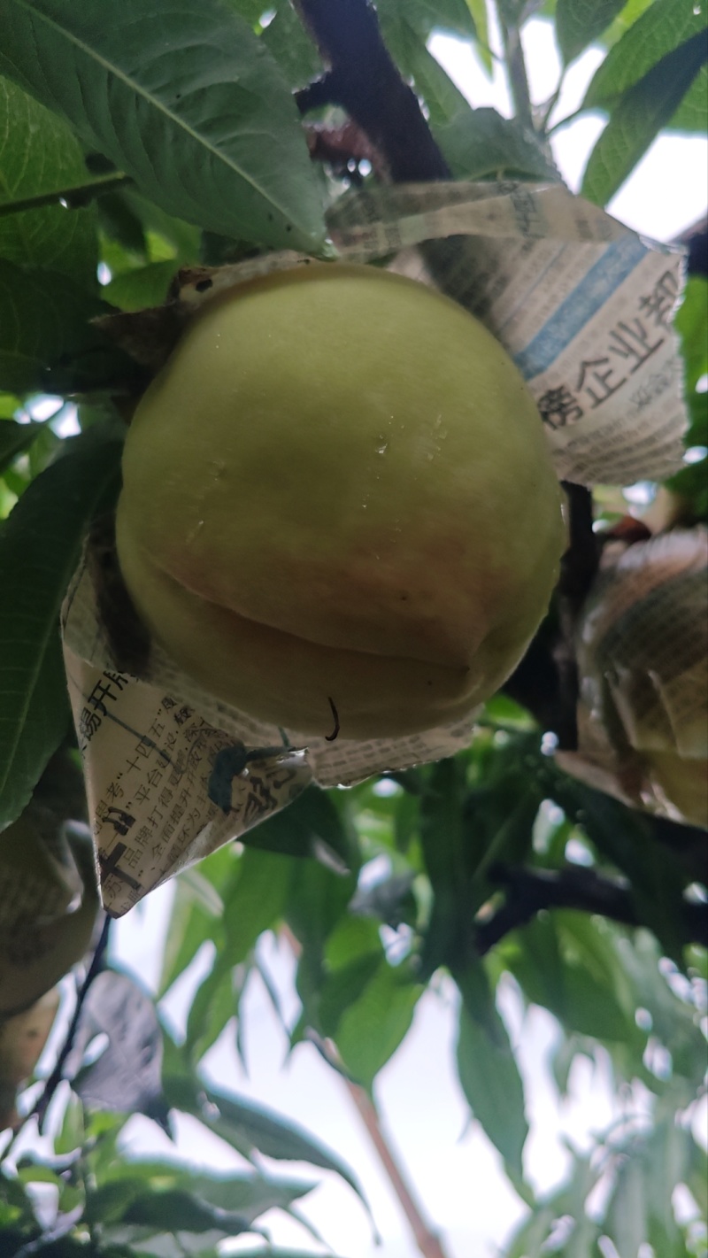 正宗阳山水蜜桃8两精品礼盒装