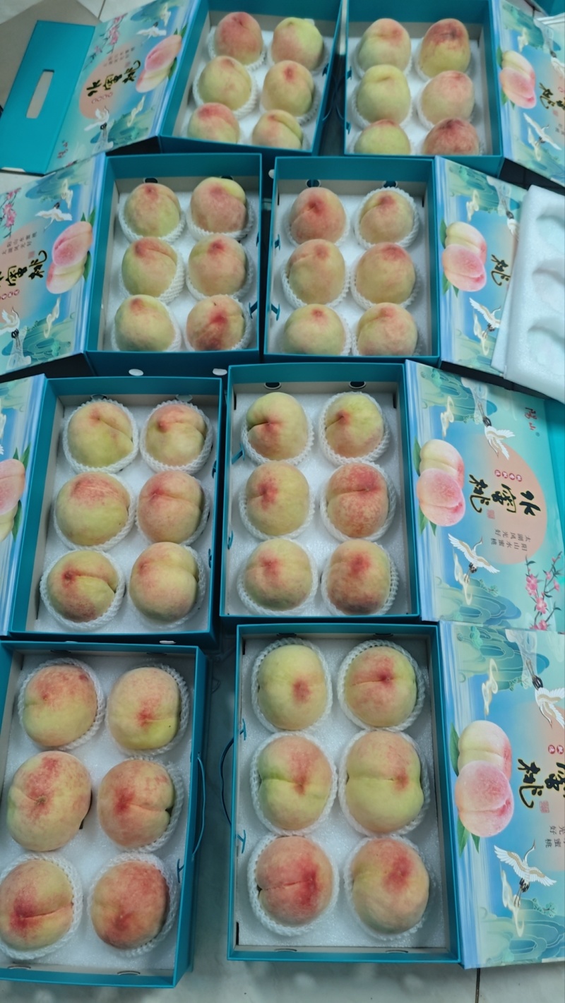 正宗阳山水蜜桃8两精品礼盒装
