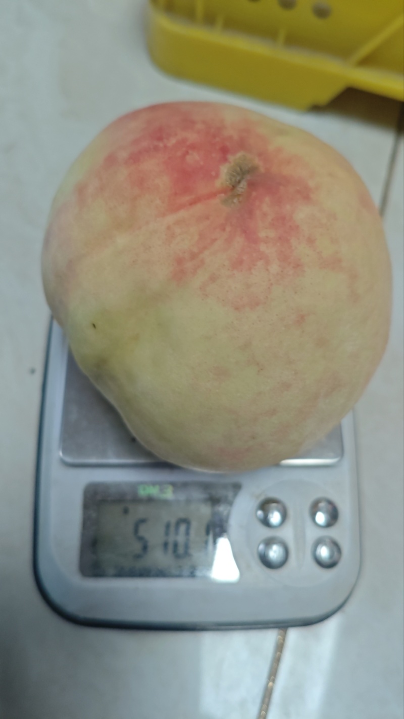 正宗阳山水蜜桃8两精品礼盒装