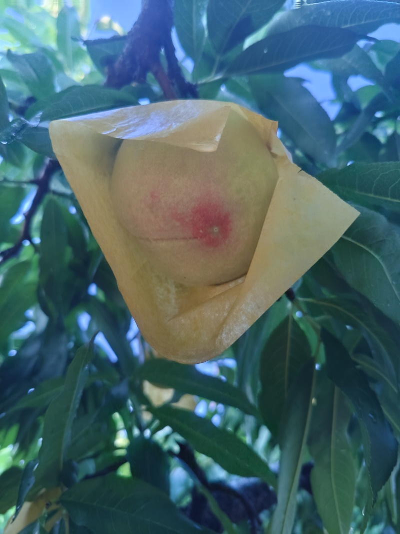 正宗阳山水蜜桃8两精品礼盒装