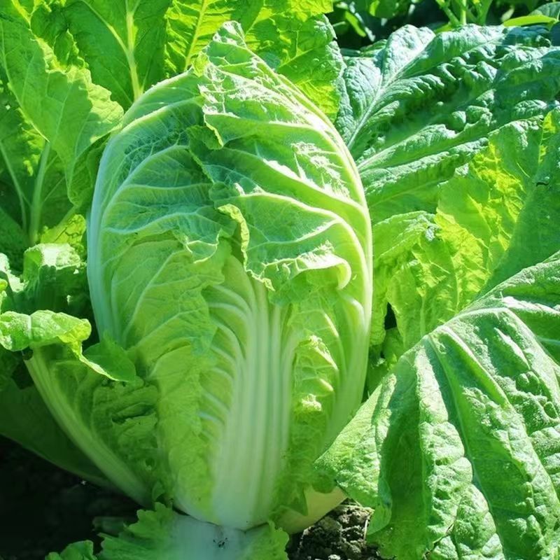 秋美味黄心大白菜种子高产抗抽苔南韩春秋两季农用大田种蔬菜