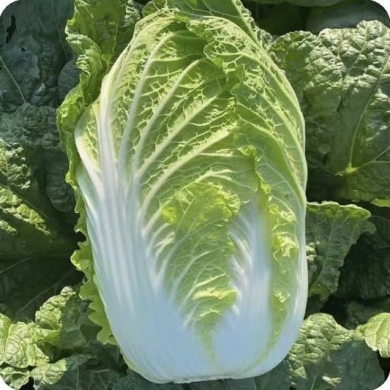 秋美味黄心大白菜种子高产抗抽苔南韩春秋两季农用大田种蔬菜