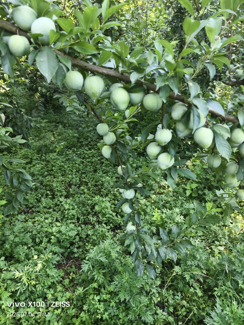 奈李批发