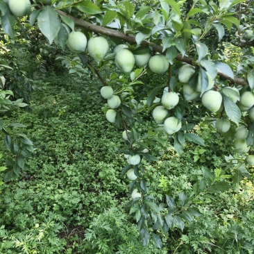 奈李批发