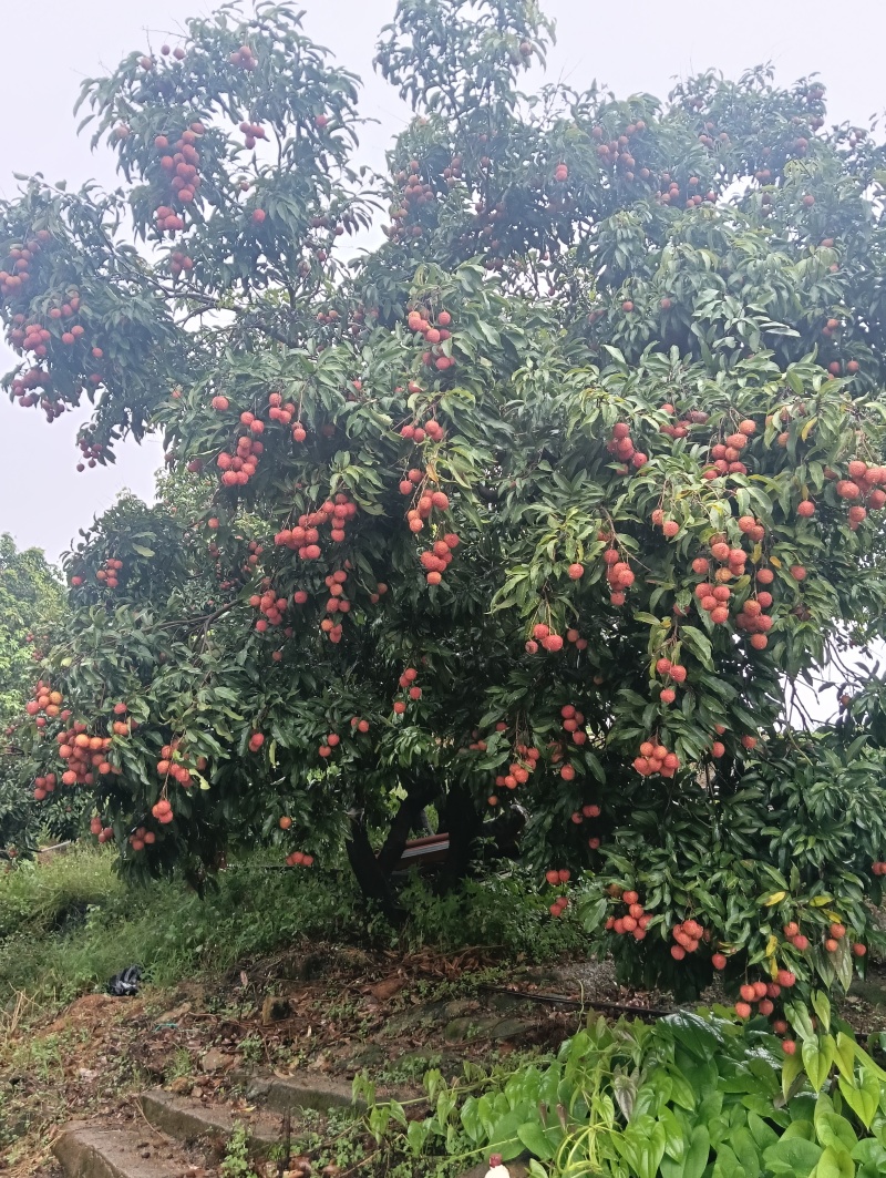 荔枝