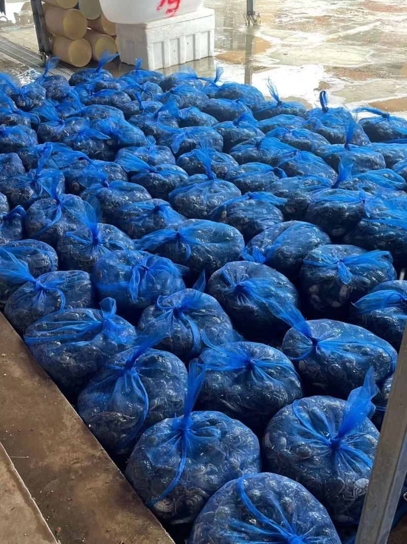【畅销推荐】盘锦精品稻田蟹精品大闸蟹自营货源充足大量上市