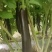 布莱迪绿把长茄