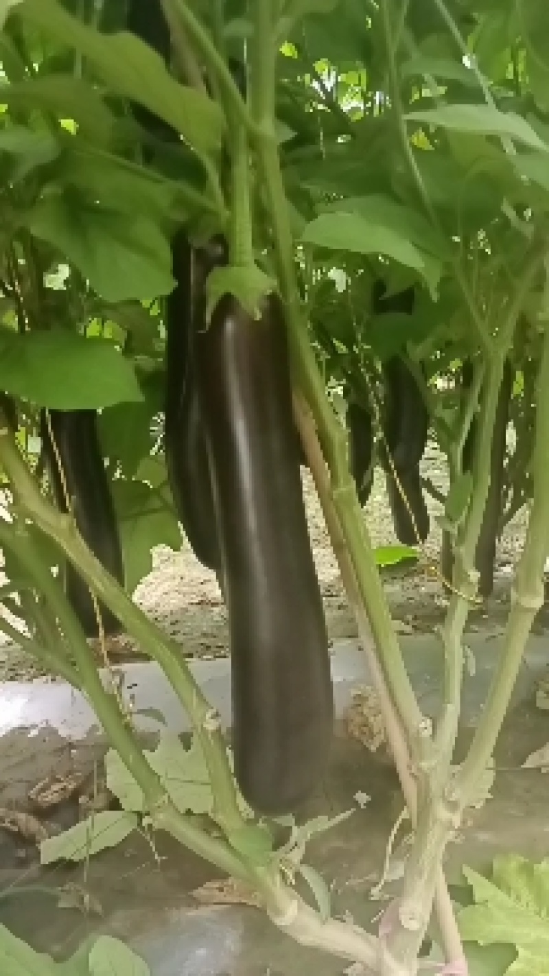 布莱迪绿把长茄