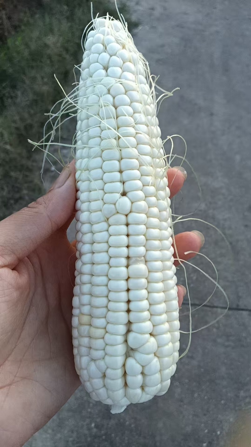 鲜水果玉米，现摘！