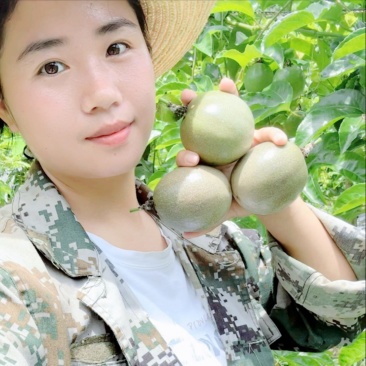 云南百香果台农原产地直发