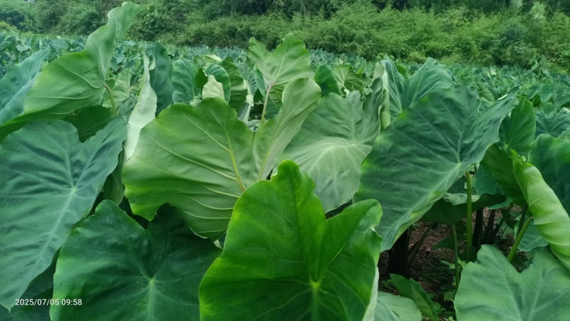 芋儿又粉又糯欢迎各位老板可以提前预定了，价格便宜