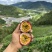 云南百香果台农原产地直发