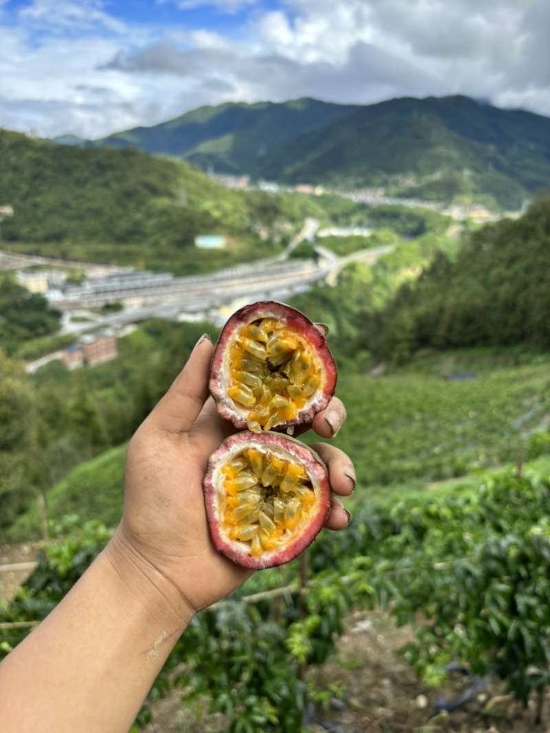 云南百香果台农原产地直发