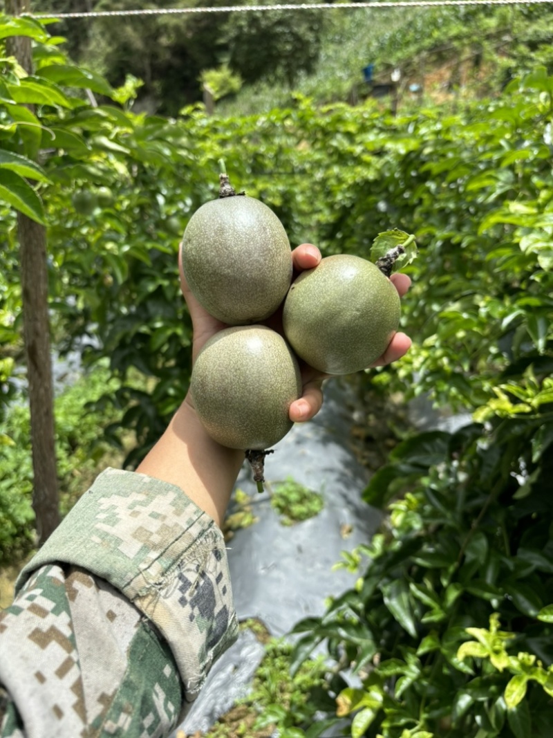 云南百香果台农原产地直发