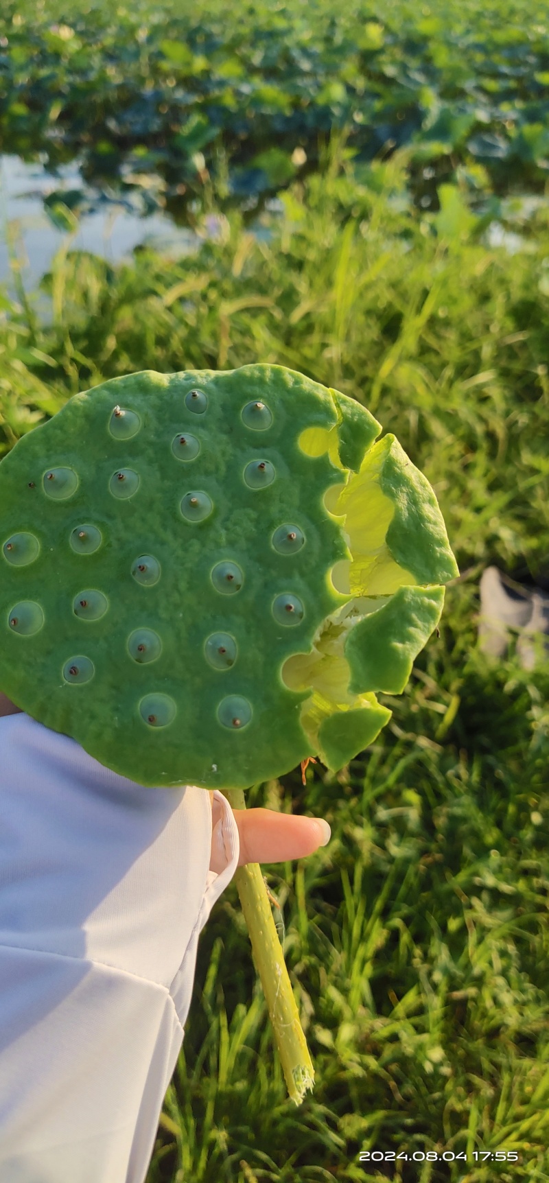 水果莲蓬香甜可口