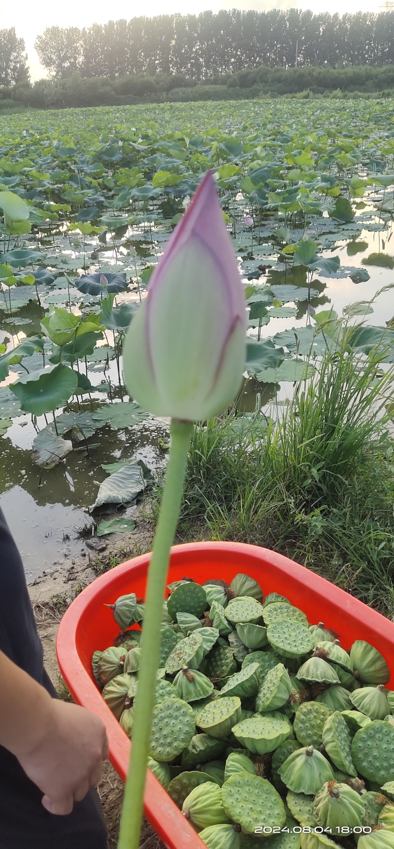 水果莲蓬香甜可口