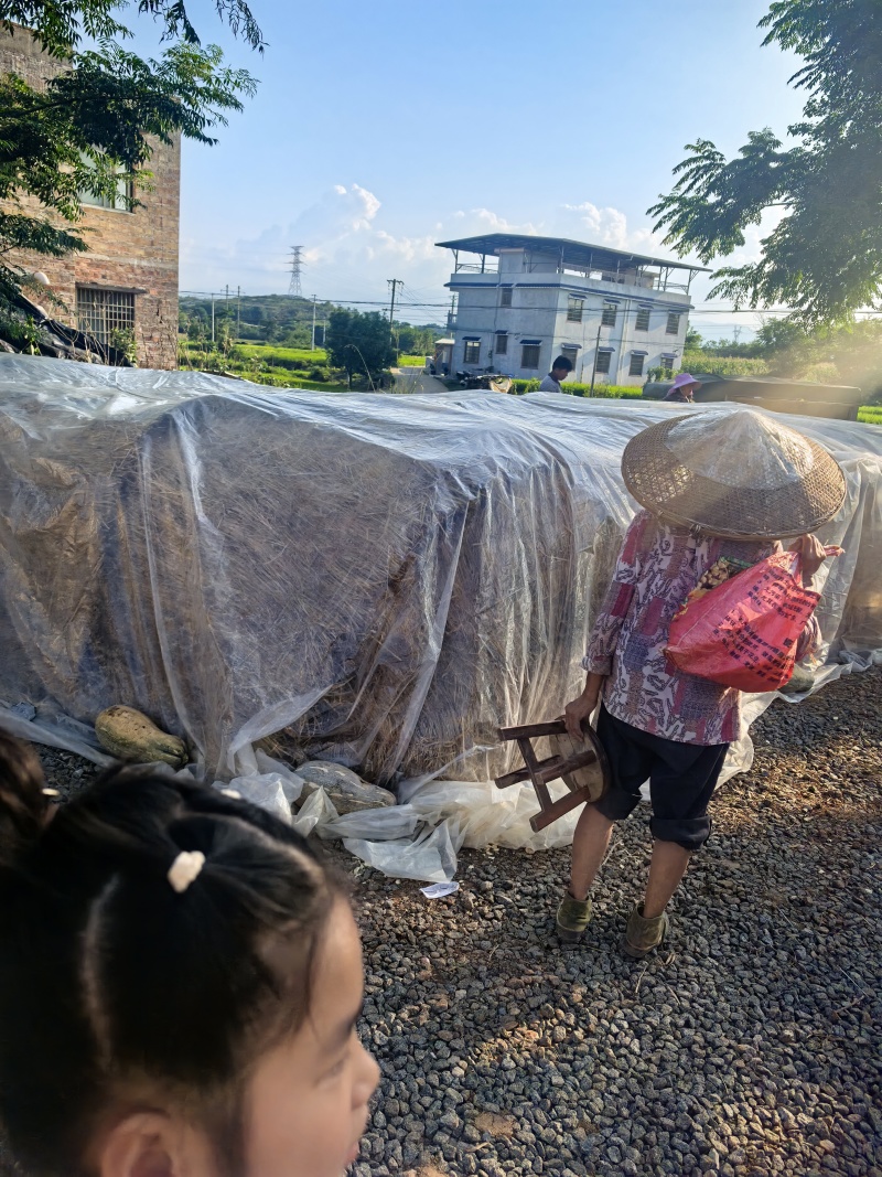 蜜本南瓜大量供货，一手货源，场地直销，(现货)