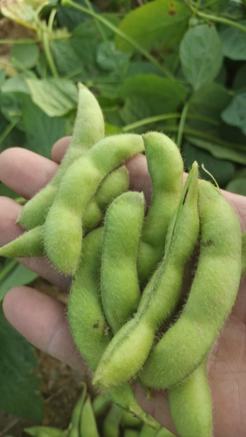 河北75毛豆货量大颗颗饱满鲜嫩现场看货满意为止按需分拣