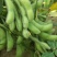 河北75毛豆货量大颗颗饱满鲜嫩现场看货满意为止按需分拣