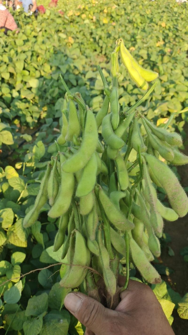 河北75毛豆货量大颗颗饱满鲜嫩现场看货满意为止按需分拣
