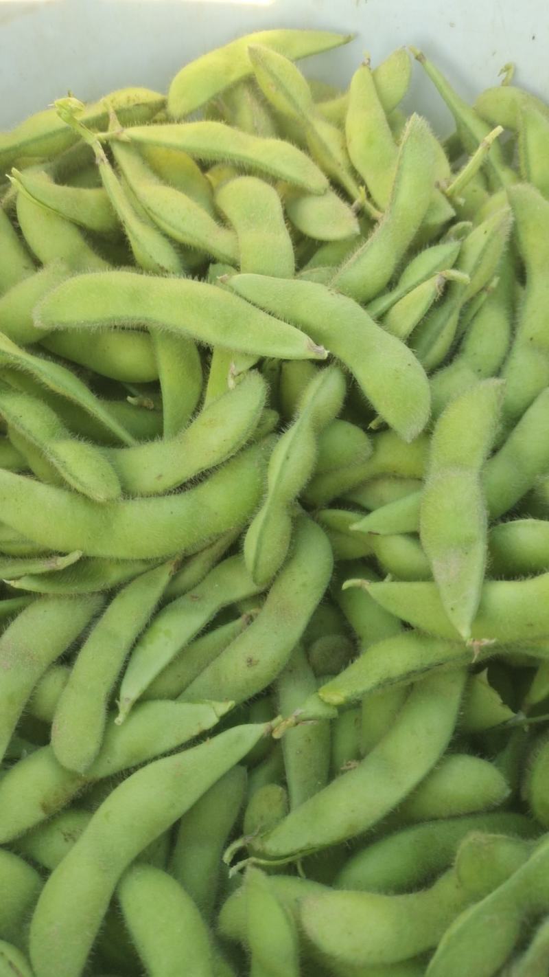 河北75毛豆货量大颗颗饱满鲜嫩现场看货满意为止按需分拣