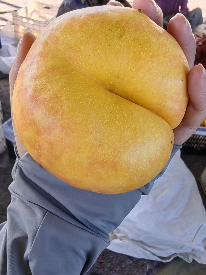 油蟠7大量现货