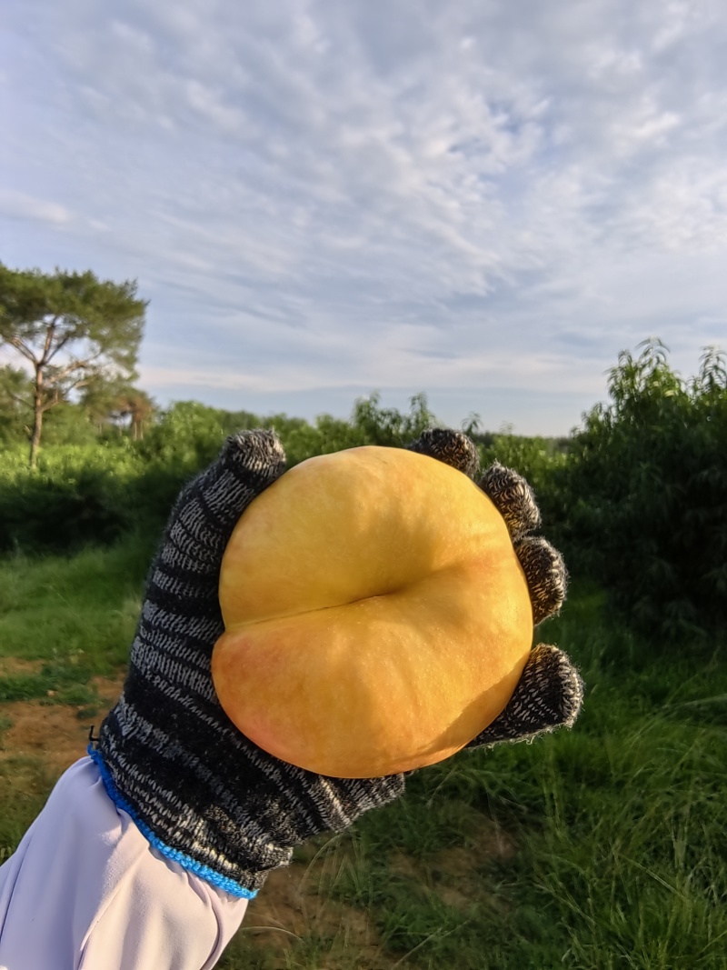 油蟠7大量现货