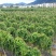 紫山药江西产区直发保质保量供货批发零售