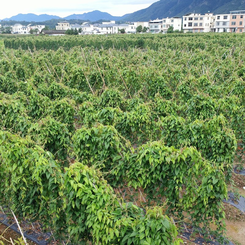 紫山药江西产区直发保质保量供货批发零售