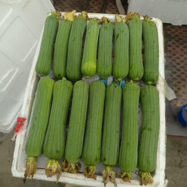 主打当季蔬菜精品丝瓜