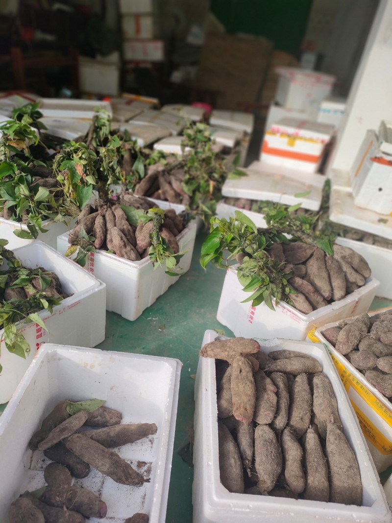 紫山药江西产区直发保质保量供货批发零售