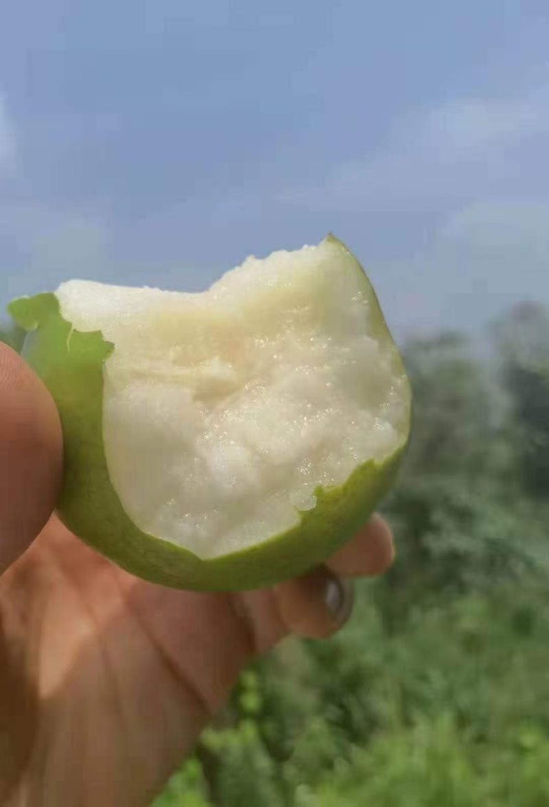 江苏丰县酥脆梨，青皮皇冠梨，白皮皇冠梨产地直供有货联系