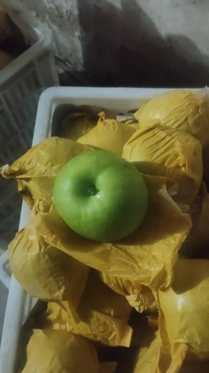 江苏丰县酥脆梨，青皮皇冠梨，白皮皇冠梨产地直供有货联系
