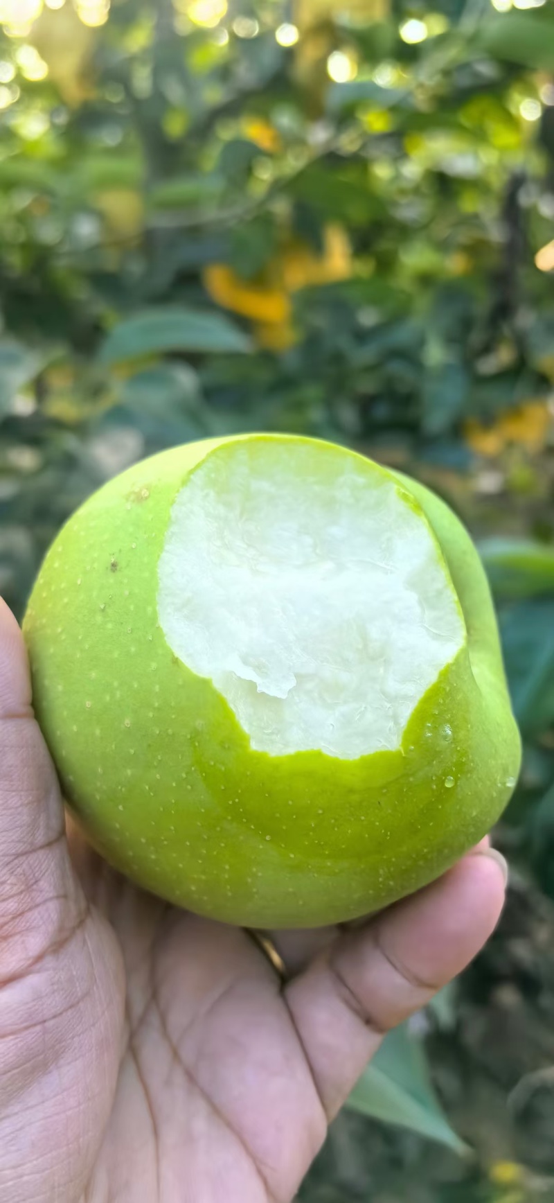 江苏丰县酥脆梨，青皮皇冠梨，白皮皇冠梨产地直供有货联系