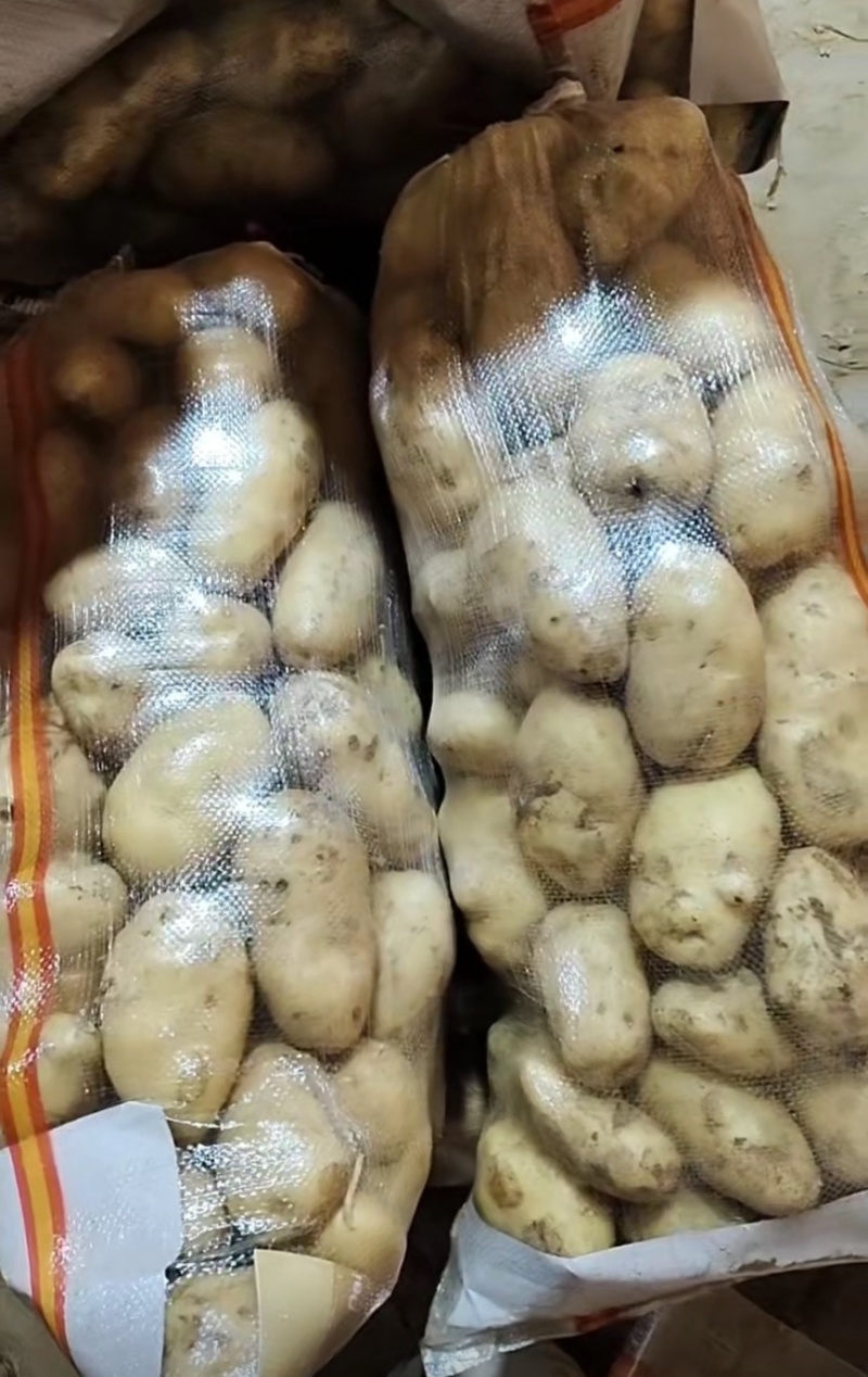 唐山土豆大量有货，纯沙土地，不掉皮，颜色正