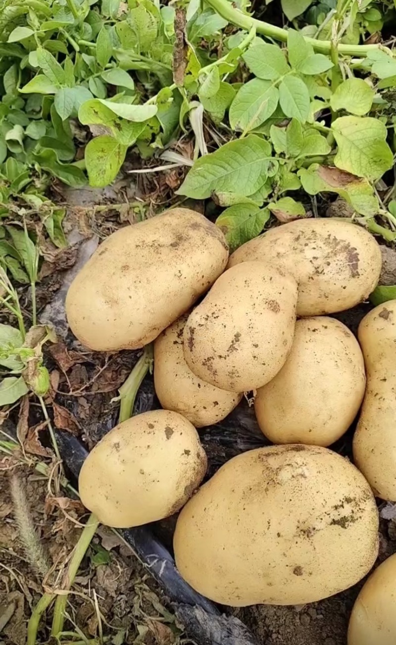 唐山土豆大量有货，纯沙土地，不掉皮，颜色正