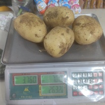 【热卖】辽宁精品沃土黄心。源头基地种植一手货源