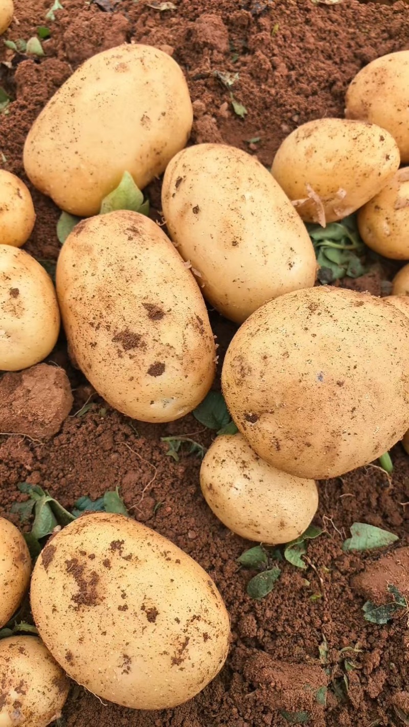 精品土豆黄皮黄心土豆量大从优价格实惠欢迎来电